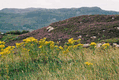 Rys 1: szkoc1.JPG 700 x 469 [89662 bajt�w]