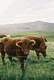 Rys 23: szkoc4.JPG 335 x 500 [35612 bajt�w]