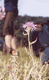 Rys 23: beskid4.jpg 402 x 650 [32612 bajt�w]