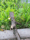 Rys 4: ludek4.jpg 338 x 450 [52543 bajt�w]