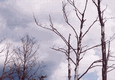 Rys 16: krut23.jpg 713 x 494 [109404 bajt�w]