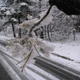 Rys 44: zw16.jpg 375 x 500 [43072 bajt�w]
